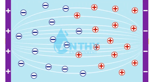 Một cặp điện cực được lắp vào mô-đun EDI